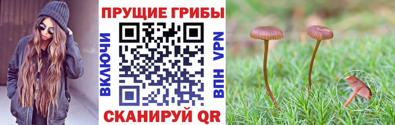 Галлюциногенные грибы прущие грибы  Лаишево 